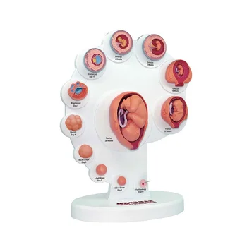 4D Анатомическая модель развития человеческого эмбриона, обучающая органу роста плода Alpinia, собранные игрушки