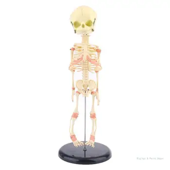 M17F Одиночный для головы Детский череп Исследовательская модель человека Анатомический скелет