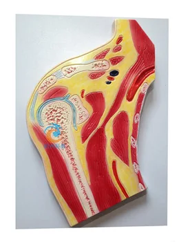 Модель отдела плечевого сустава, Анатомические образцы медицинского скелета человека