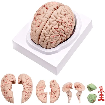 Модель человеческого мозга, анатомическая модель человеческого мозга в натуральную величину с подставкой для дисплея, для изучения в классе естествознания