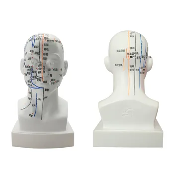 Обучение традиционной китайской медицине акупунктурные точки человеческого тела модель головы модель головы массаж лица